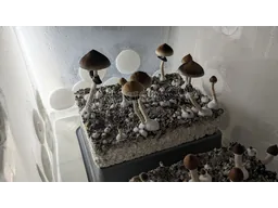 Спорові відбитки Cubensis Lipa Thai