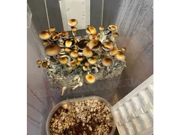 Спорові відбитки Cubensis Lipa Thai