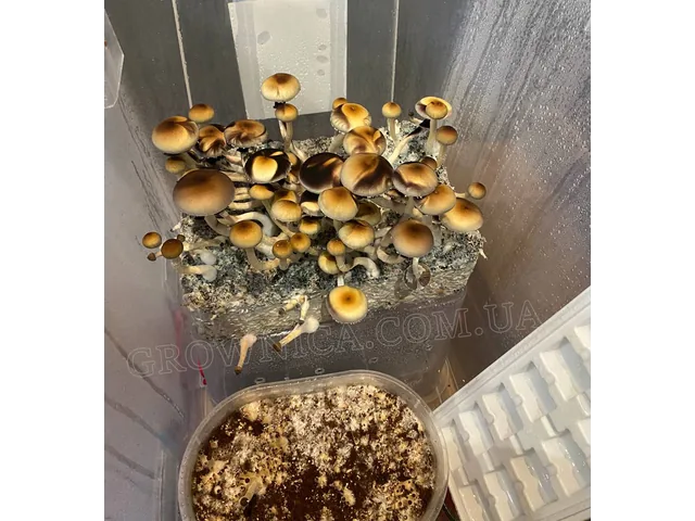 Спорові відбитки Cubensis Lipa Thai