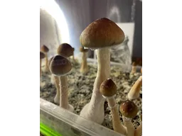 Спорові відбитки Cubensis Lipa Thai