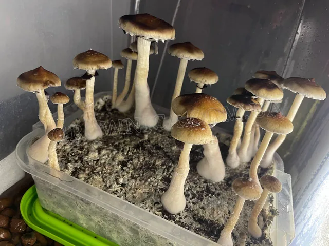 Спорові відбитки Cubensis Lipa Thai