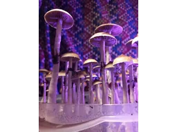 Спорові відбитки Cubensis Malabar