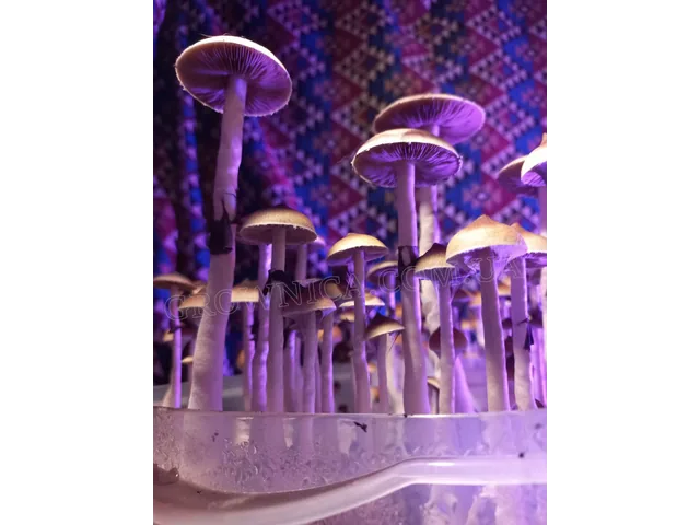 Спорові відбитки Cubensis Malabar