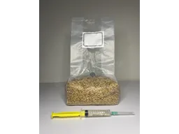 Субстрат зерновий стерильний (овес) з рідким міцелієм Cubensis