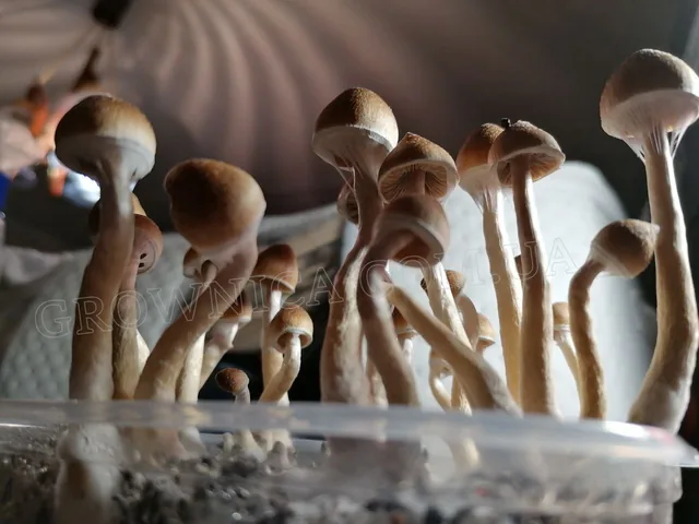 ハピハピ Спорові відбитки Cubensis Golden Teacher — купити | Grownica