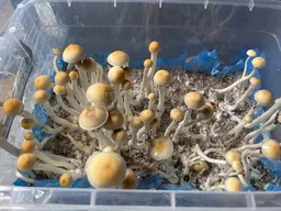 Спорові відбитки Cubensis Golden Teacher