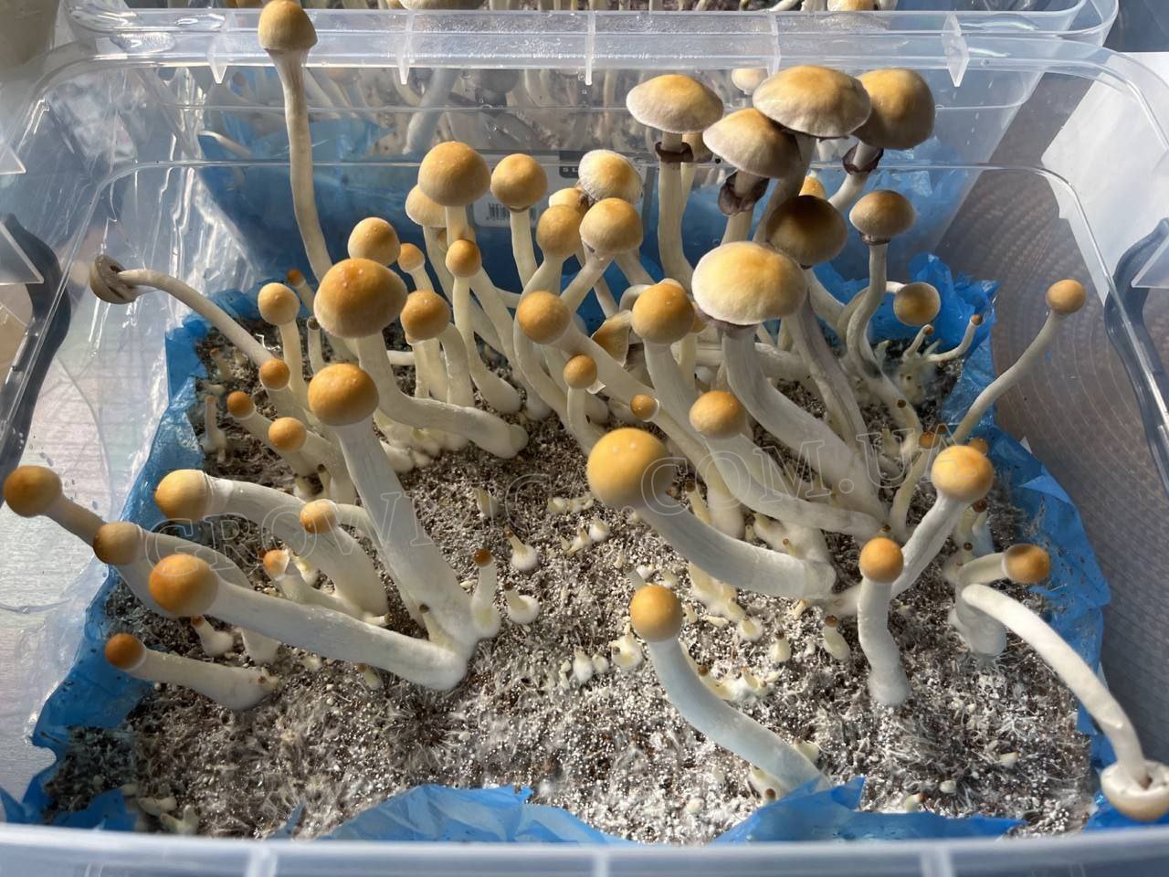 Спорові відбитки Cubensis Golden Teacher — купити | Grownica