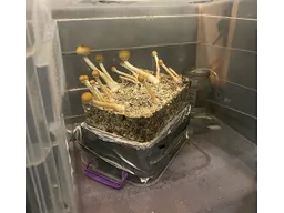 Спорові відбитки Cubensis Pink Buffalo