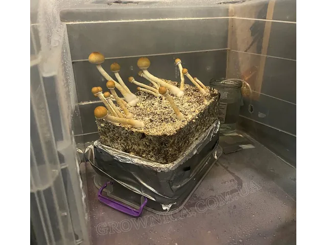 Спорові відбитки Cubensis Pink Buffalo