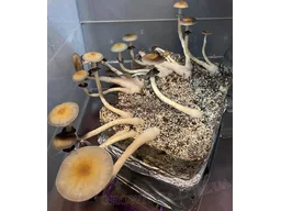 Спорові відбитки Cubensis Pink Buffalo