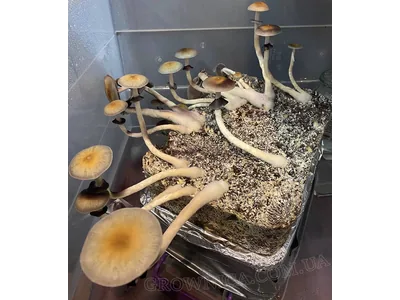 Спорові відбитки Cubensis Pink Buffalo