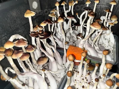 Спорові відбитки Cubensis Orissa