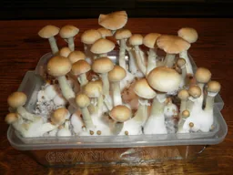 Спорові відбитки Cubensis PF Redspore