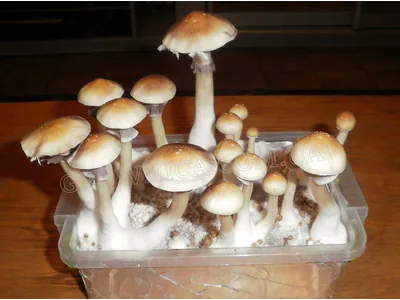 Спорові відбитки Cubensis Huautla