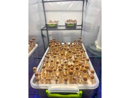 Спорові відбитки Cubensis Mexicana