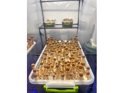 Спорові відбитки Cubensis Mexicana