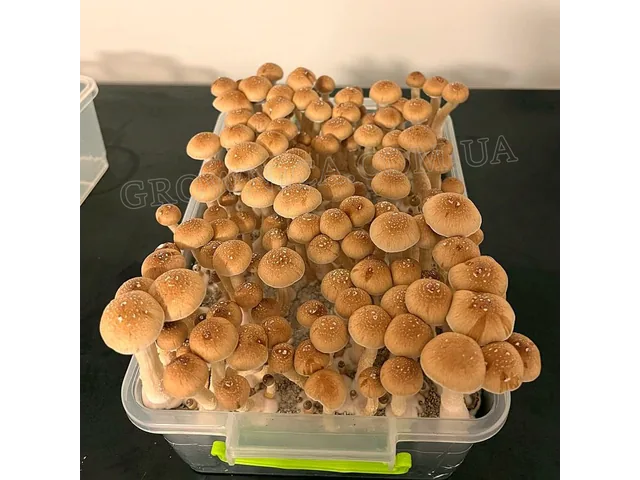 Спорові відбитки Cubensis Mexicana