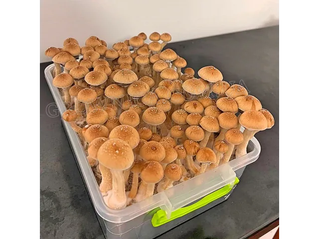 Спорові відбитки Cubensis Mexicana