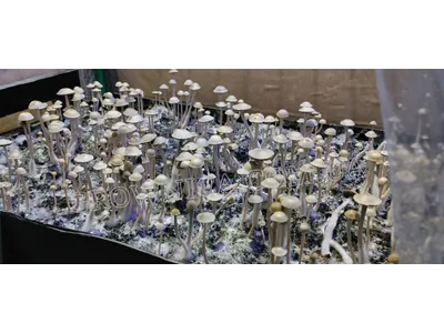 Спорові відбитки Panaeolus Hawaiian