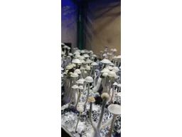 Спорові відбитки Panaeolus Hawaiian