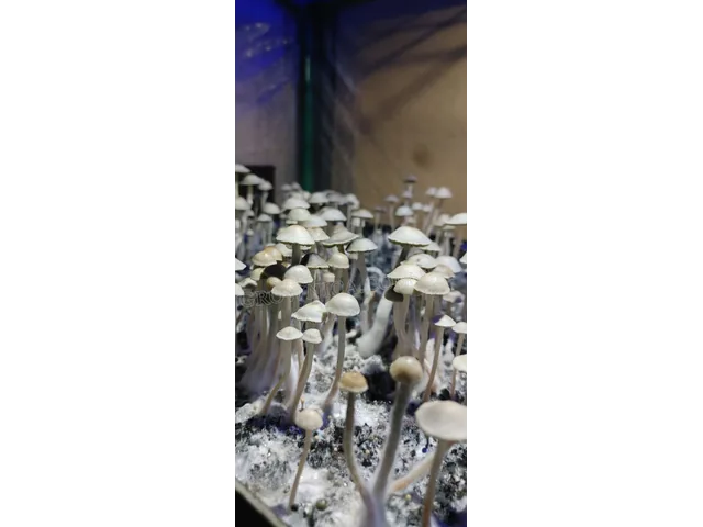 Спорові відбитки Panaeolus Hawaiian