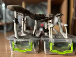 Спорові відбитки Cubensis Albino A +