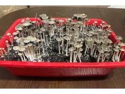 Спорові відбитки Panaeolus Tropicalis