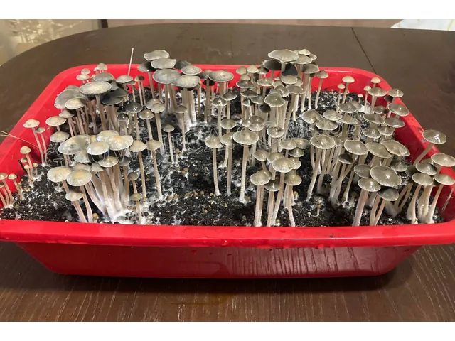 Спорові відбитки Panaeolus Tropicalis