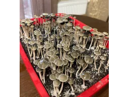 Спорові відбитки Panaeolus Tropicalis