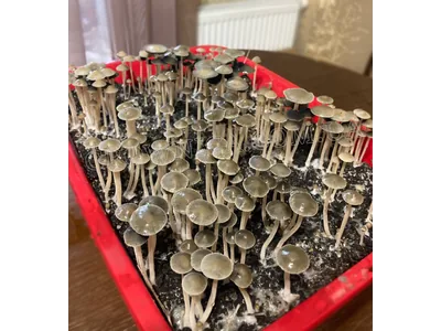 Спорові відбитки Panaeolus Tropicalis