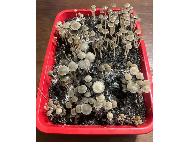 Спорові відбитки Panaeolus Tropicalis