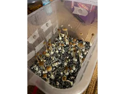 Спорові відбитки Cubensis Z-strain